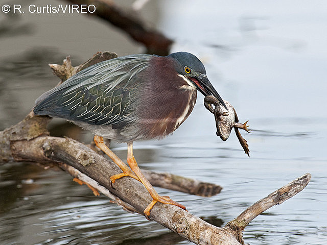 Green Heron c22-46-091.jpg